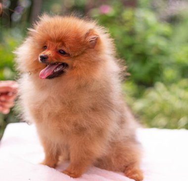 Güzel turuncu köpek - Pomeranian Spitz. Köpek yavrusu Pomeranian köpeği. Sevimli evcil hayvan. Mutlu bir gülümseme.