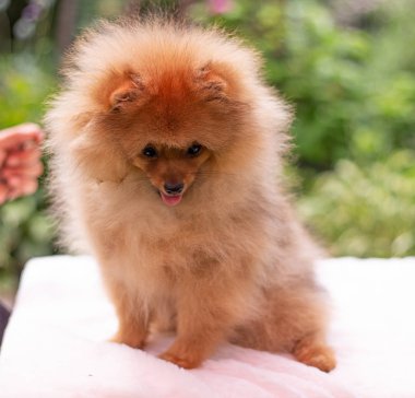 Güzel turuncu köpek - pomeranian Spitz. Köpek yavrusu pomeranian köpek sevimli hayvan mutlu gülümseme çim doğada oynamaya