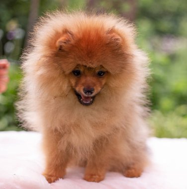 Güzel turuncu köpek - Pomeranian Spitz. Köpek yavrusu Pomeranian köpeği. Sevimli evcil hayvan. Mutlu bir gülümseme.