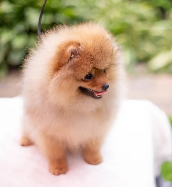 Cão cor-de-laranja bonito - Spitz pomeranian. Filhote de cachorro pomeranian cão bonito animal de estimação sorriso feliz jogando na natureza — Fotografia de Stock