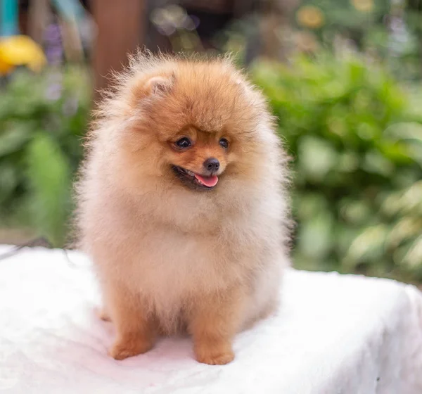 Bellissimo cane arancione - Spitz pomerania. cucciolo pomerania cane carino animale domestico sorriso felice giocare in natura — Foto Stock