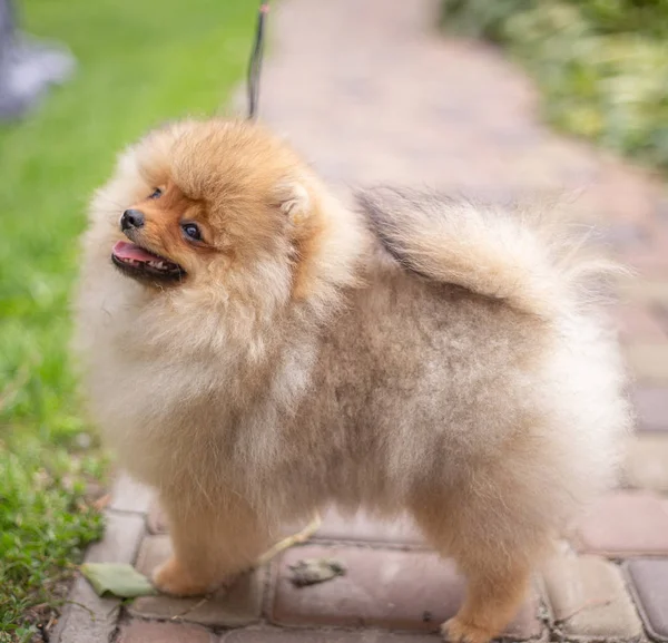 Piękny pomarańczowy pies - pomeranian Spitz. Szczeniak pomeranian pies ładny zwierzak szczęśliwy uśmiech gra w przyrodzie — Zdjęcie stockowe