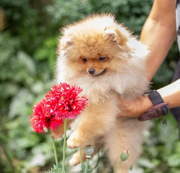 Hermoso perro naranja - pomeranian Spitz. cachorro pomeranian perro lindo mascota feliz sonrisa jugando en la naturaleza en flores —  Fotos de Stock