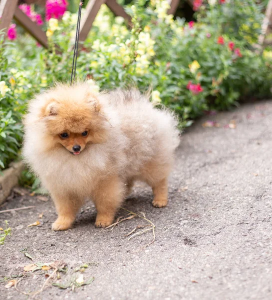 Hermoso perro naranja - pomeranian Spitz. cachorro pomeranian perro lindo mascota feliz sonrisa jugando en la naturaleza en flores —  Fotos de Stock