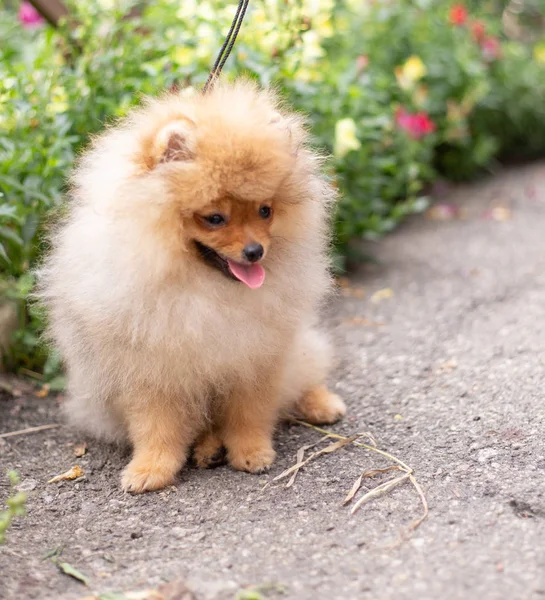 Hermoso perro naranja - pomeranian Spitz. cachorro pomeranian perro lindo mascota feliz sonrisa jugando en la naturaleza en flores —  Fotos de Stock