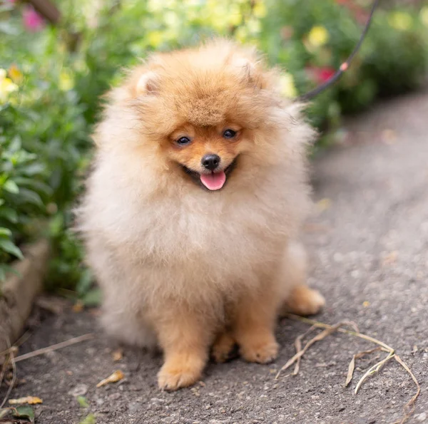 Hermoso perro naranja - pomeranian Spitz. cachorro pomeranian perro lindo mascota feliz sonrisa jugando en la naturaleza en flores —  Fotos de Stock