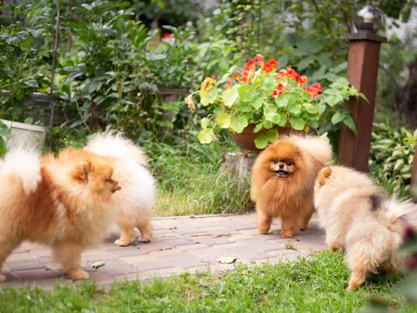 Güzel turuncu köpek - Pomeranian Spitz. Köpek yavrusu Pomeranian köpeği. Sevimli evcil hayvan. Mutlu bir gülümseme. — Stok fotoğraf