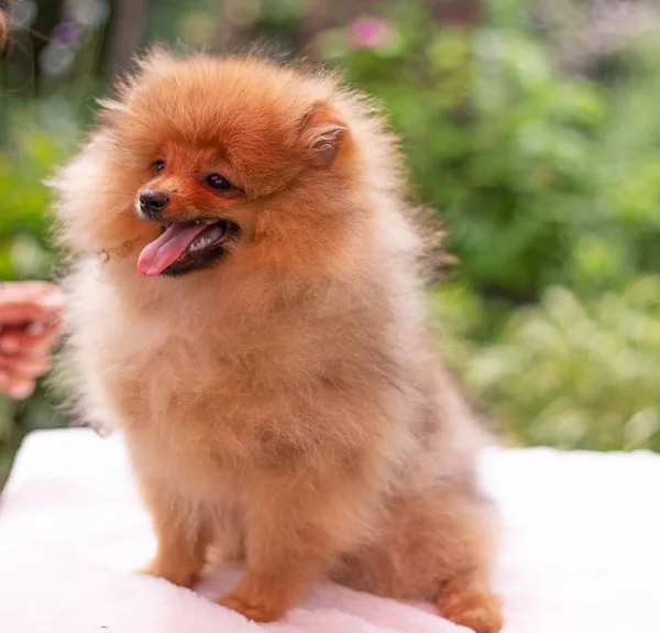 美しいオレンジの犬- pomeranian Spitz 。パピーポメラニアン犬かわいいペット幸せな笑顔遊びで自然 — ストック写真