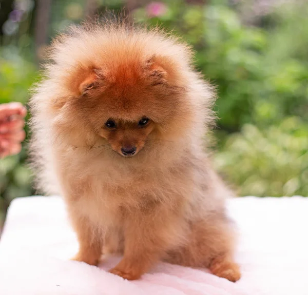 Hermoso perro naranja - pomeranian Spitz. cachorro pomeranian perro lindo mascota feliz sonrisa jugando en la naturaleza —  Fotos de Stock