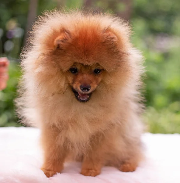 Hermoso perro naranja - pomeranian Spitz. cachorro pomeranian perro lindo mascota feliz sonrisa jugando en la naturaleza —  Fotos de Stock