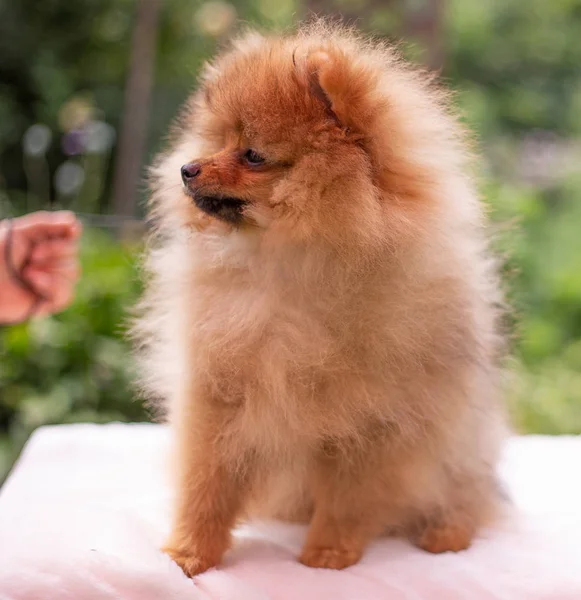 Hermoso perro naranja - pomeranian Spitz. cachorro pomeranian perro lindo mascota feliz sonrisa jugando en la naturaleza —  Fotos de Stock