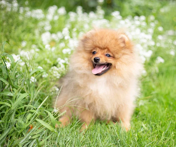 Schöner orangefarbener Hund - Pommerscher Spitz. Welpe Pommerschen Hund niedlich Haustier glücklich Lächeln spielen in der Natur auf in Blumen — Stockfoto