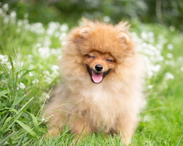Güzel turuncu köpek - pomeranian Spitz. Köpek yavrusu pomeranian köpek sevimli hayvan mutlu gülümseme çiçeklenir doğada oynamaya — Stok fotoğraf