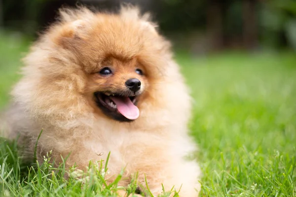 Beau chien orange - Spitz poméranien. Chiot chien poméranien mignon animal heureux sourire jouer dans la nature — Photo