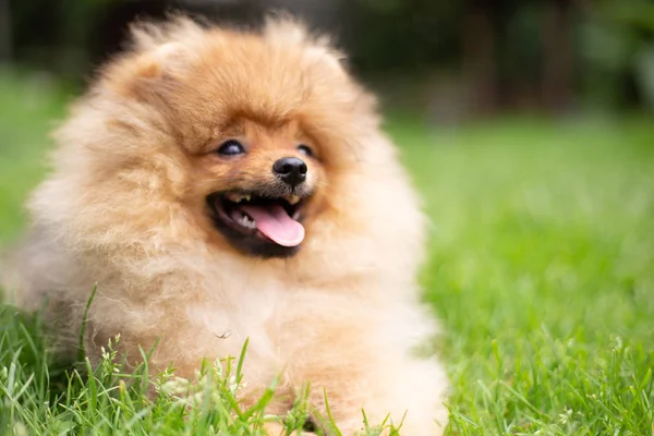 Mooie oranje hond - pomeranian Spitz. Puppy pomeranian hond schattig huisdier gelukkig glimlach spelen in de natuur — Stockfoto