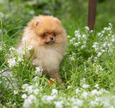 Güzel turuncu köpek - pomeranian Spitz. Köpek yavrusu pomeranian köpek sevimli hayvan mutlu gülümseme çiçeklenir doğada oynamaya