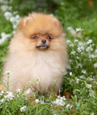 Güzel turuncu köpek - pomeranian Spitz. Köpek yavrusu pomeranian köpek sevimli hayvan mutlu gülümseme çiçeklenir doğada oynamaya