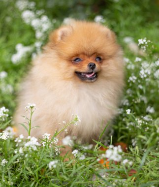 Güzel turuncu köpek - pomeranian Spitz. Köpek yavrusu pomeranian köpek sevimli hayvan mutlu gülümseme çiçeklenir doğada oynamaya