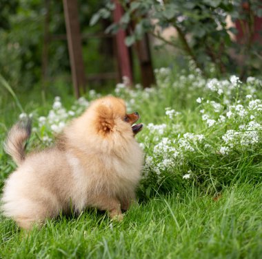 Güzel turuncu köpek - pomeranian Spitz. Köpek yavrusu pomeranian köpek sevimli hayvan mutlu gülümseme çiçeklenir doğada oynamaya