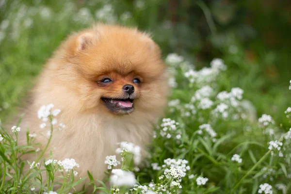 Güzel turuncu köpek - pomeranian Spitz. Köpek yavrusu pomeranian köpek sevimli hayvan mutlu gülümseme çiçeklenir doğada oynamaya