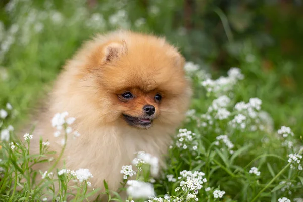 Beau chien orange - Spitz poméranien. Chiot chien poméranien mignon animal heureux sourire jouer dans la nature sur dans les fleurs — Photo