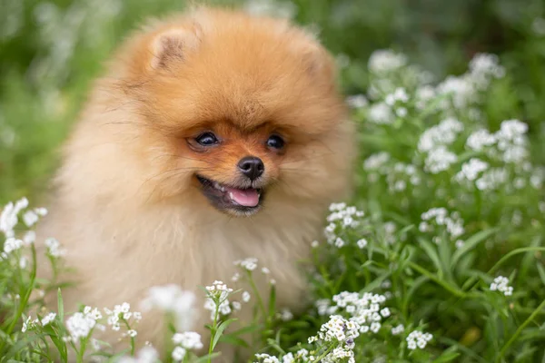 Mooie oranje hond - Pommeren Spitz. Puppy Pommeren hond schattig huisdier gelukkig smile spelen in de natuur op in de bloemen — Stockfoto