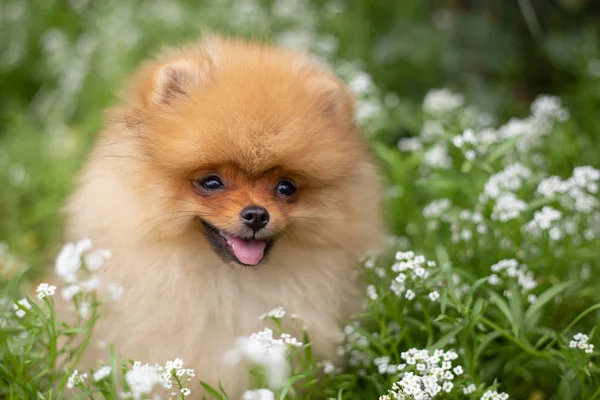 Schöner orangefarbener Hund - Pommerscher Spitz. Welpe Pommerschen Hund niedlich Haustier glücklich Lächeln spielen in der Natur auf in Blumen — Stockfoto