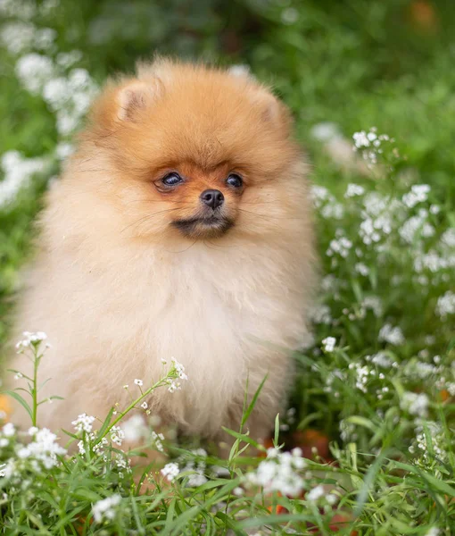 美しいオレンジ色の犬 - ポメラニアン スピッツ。子犬のポメラニアン犬のかわいいペットの幸せな笑顔の花に自然で遊んで — ストック写真