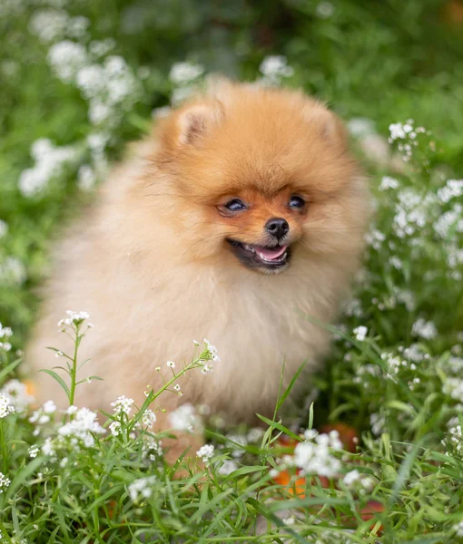 Cão cor-de-laranja bonito - Spitz pomeranian. Filhote de cachorro pomeranian cão bonito animal de estimação sorriso feliz jogando na natureza em flores — Fotografia de Stock