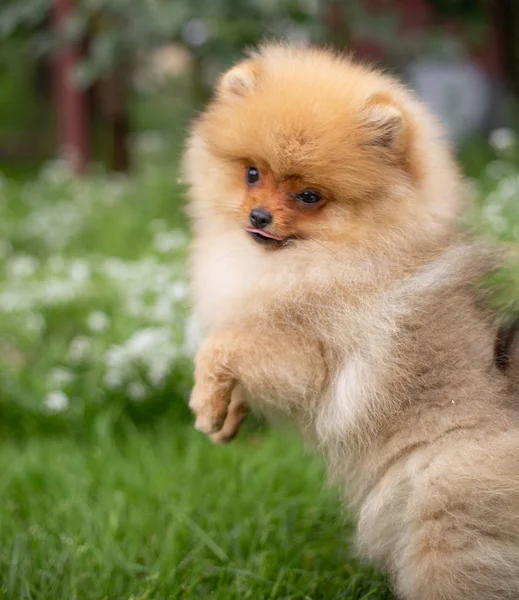 Cão cor-de-laranja bonito - Spitz pomeranian. Filhote de cachorro pomeranian cão bonito animal de estimação sorriso feliz jogando na natureza em flores — Fotografia de Stock