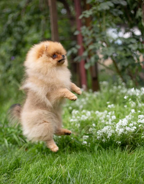 Güzel turuncu köpek - pomeranian Spitz. Köpek yavrusu pomeranian köpek sevimli hayvan mutlu gülümseme çiçeklenir doğada oynamaya