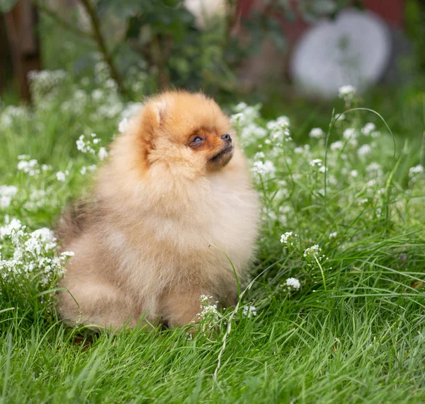 Güzel turuncu köpek - pomeranian Spitz. Köpek yavrusu pomeranian köpek sevimli hayvan mutlu gülümseme çiçeklenir doğada oynamaya