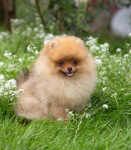 Szép narancssárga kutya - Pomerániai Spitz. Kiskutya Pomerániai kutya aranyos kisállat boldog mosoly játszik a természetben virágok — Stock Fotó