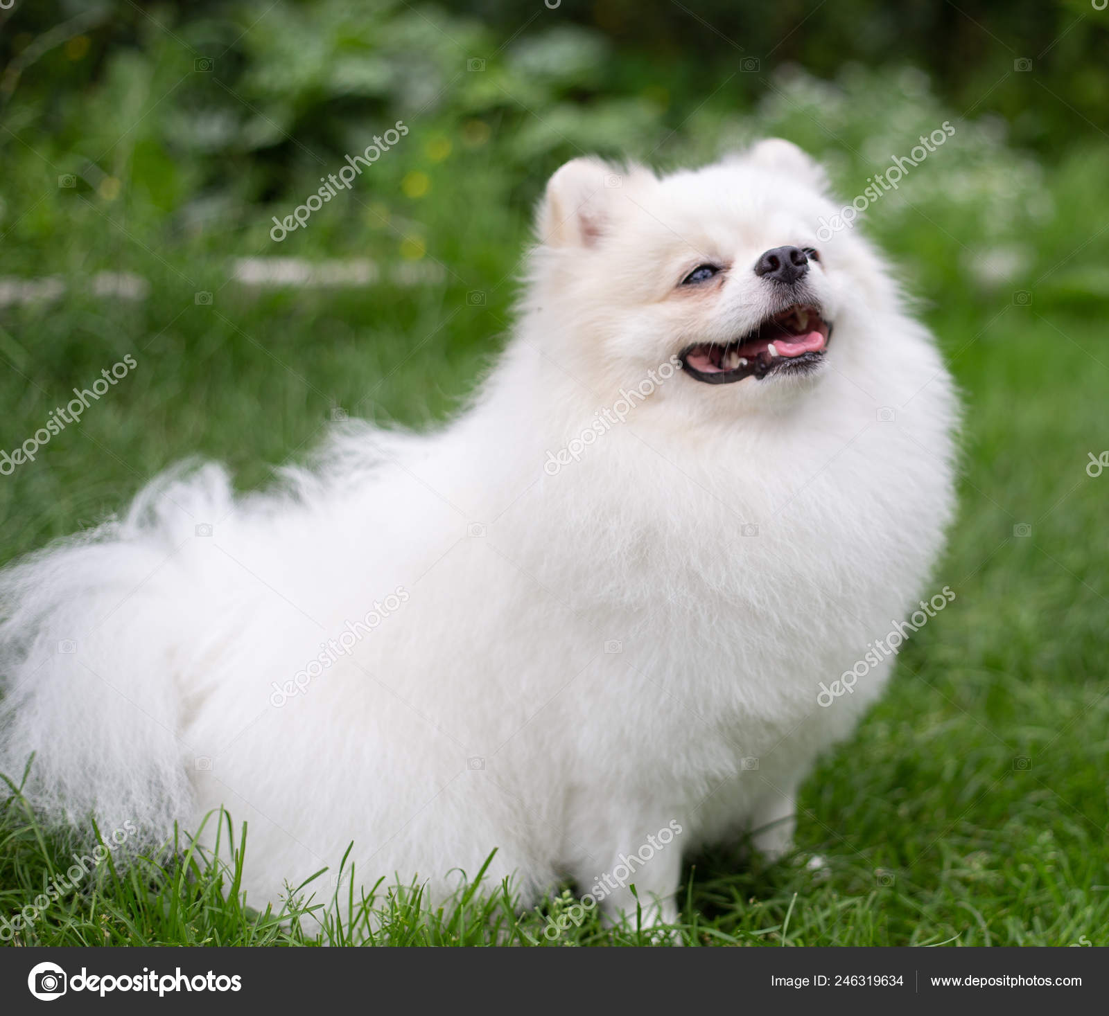 white pomeranian spitz