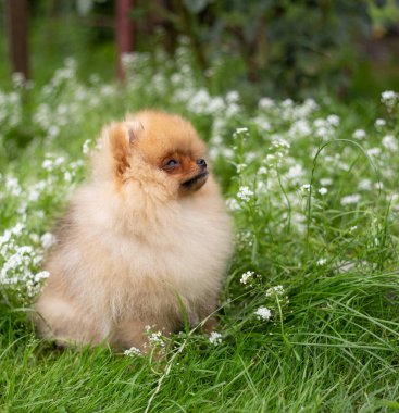 Güzel turuncu köpek - pomeranian Spitz. Köpek yavrusu pomeranian köpek sevimli hayvan mutlu gülümseme çiçeklenir doğada oynamaya