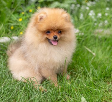 Güzel turuncu köpek - Pomeranian Spitz. Köpek yavrusu Pomeranian köpeği. Sevimli evcil hayvan. Mutlu bir gülümseme.