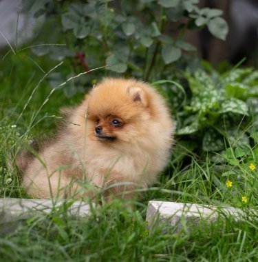 Güzel turuncu köpek - Pomeranian Spitz. Köpek yavrusu Pomeranian köpeği. Sevimli evcil hayvan. Mutlu bir gülümseme.