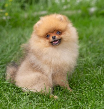 Güzel turuncu köpek - Pomeranian Spitz. Köpek yavrusu Pomeranian köpeği. Sevimli evcil hayvan. Mutlu bir gülümseme.