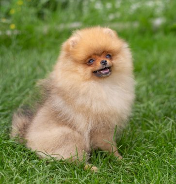Güzel turuncu köpek - pomeranian Spitz. Köpek yavrusu pomeranian köpek sevimli hayvan mutlu gülümseme çim doğada oynamaya