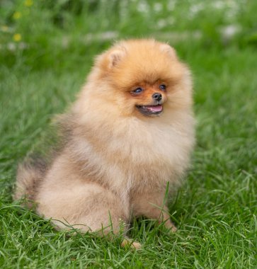 Güzel turuncu köpek - Pomeranian Spitz. Köpek yavrusu Pomeranian köpeği. Sevimli evcil hayvan. Mutlu bir gülümseme.