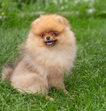 Güzel turuncu köpek - Pomeranian Spitz. Köpek yavrusu Pomeranian köpeği. Sevimli evcil hayvan. Mutlu bir gülümseme.