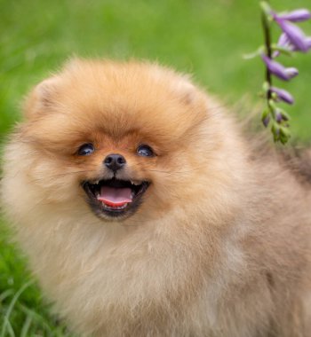Güzel turuncu köpek - pomeranian Spitz. Köpek yavrusu pomeranian köpek sevimli hayvan mutlu gülümseme çiçeklenir doğada oynamaya