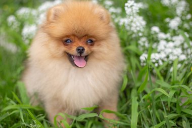 Güzel turuncu köpek - pomeranian Spitz. Köpek yavrusu pomeranian köpek sevimli hayvan mutlu gülümseme çıtır çim doğada oynamaya