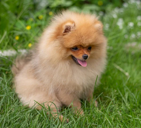 Krásný pomerančový pes - pomeranian Spitz. Štěně pomeranian pes roztomilý mazlíček šťastný úsměv hrát v přírodě — Stock fotografie