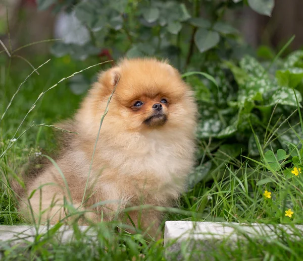 Beautiful orange dog - pomeranian Spitz. Puppy pomeranian dog cute pet happy smile playing in nature — Stock Photo, Image