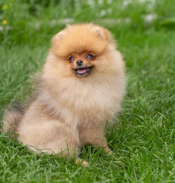 Vacker orange hund - pommerska Spitz. Valpen pommerska hund söt sällskapsdjur glad leende leka i naturen — Stockfoto