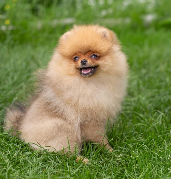 Cão Cor Laranja Bonito Spitz Pomeranian Filhote Cachorro Pomeranian Cão — Fotografia de Stock