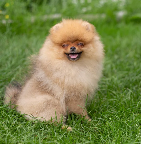 Mooie oranje hond - pomeranian Spitz. Puppy pomeranian hond schattig huisdier gelukkig glimlach spelen in de natuur — Stockfoto