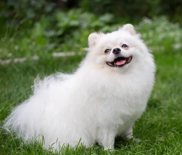 Gyönyörű fehér kutya - Pomerániai spitz. Pomerániai kiskutya kutya aranyos kisállat boldog mosoly játszik a természetben — Stock Fotó