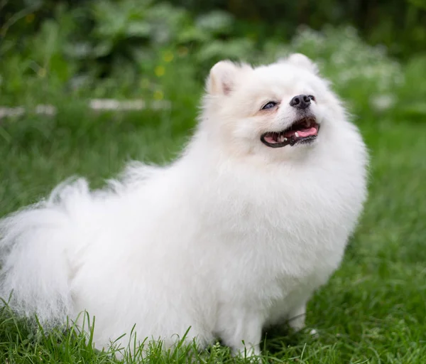 Cão branco bonito - spitz pomeranian. Pomeranian cachorro cão bonito animal de estimação sorriso feliz jogando na natureza — Fotografia de Stock